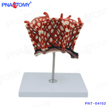 PNT-04152 human body model lobuli pulmonum Pulmonary Alveoli Model